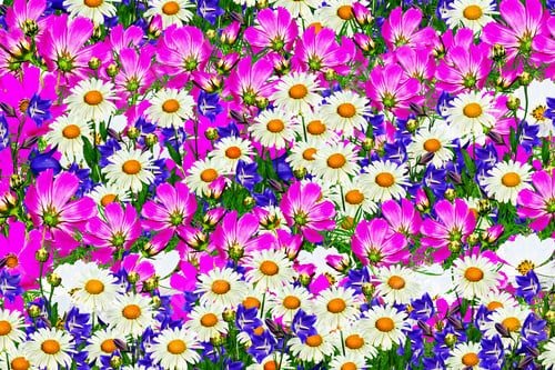 Preview: Abundant Floral Display of Daisies and Bellflowers