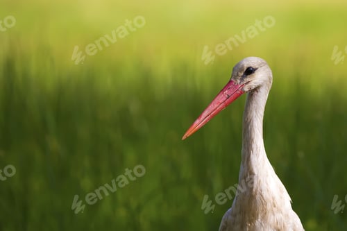 Preview: Cute Bird Stork. Green Nature Background. Bird: White Stork. Ciconia Ciconia.