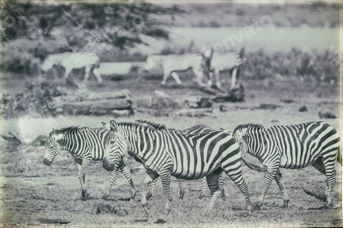 Preview: Zebras In The Lake Manyara National Park, Tanzania