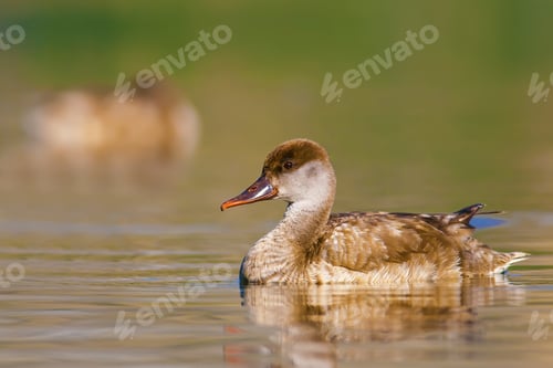 Preview: Swimming Duck. Colorful Nature Background. Common Duck: Red Crested Pochard. Netta Rufina.