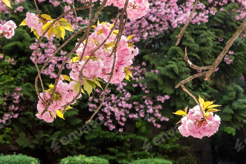 Preview: Pink Flowers On The Branches Of Japanese Sakura Blossomed On Dark Background In Park