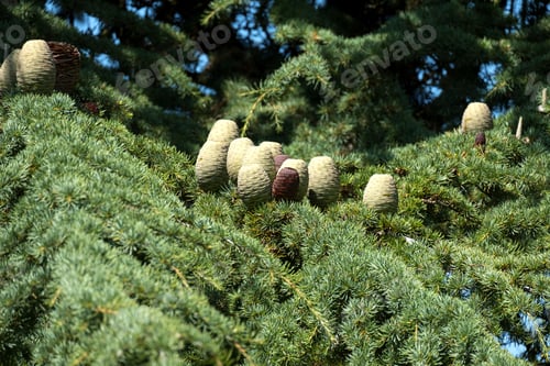 Preview: Cedar Of Lebanon Pine Tree With Cones