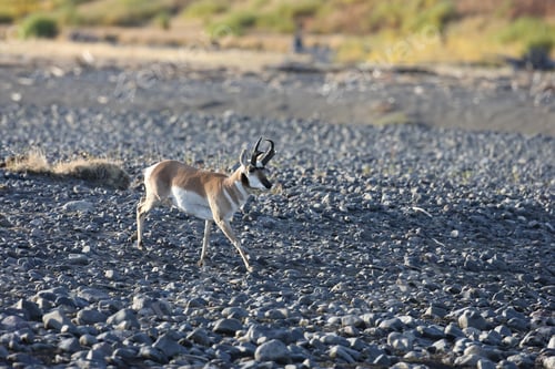 Preview: Pronghorn Wyoming, Yellowstone National Park
