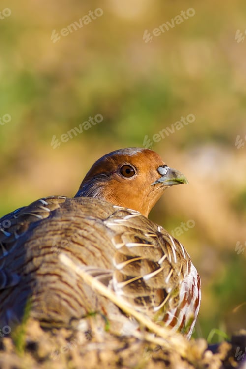 Preview: Wild Bird Partridge. Green Brown Nature Background. Bird: Grey Partridge. Perdix Perdix.