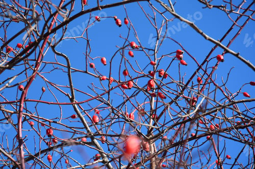 Preview: Dog Rose (Rosa Canina) Bush Against Blue Sky