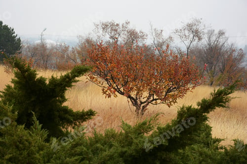 Preview: Autumn Scenery