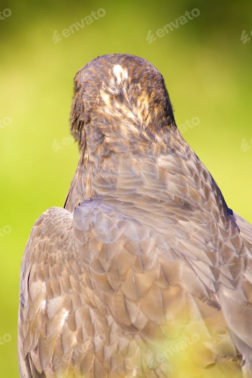 Preview: Bird Of Prey. Buzzard Portrait. Green Nature Background. Bird: Long Legged Buzzard. Buteo Rufinus.