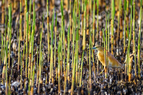 Preview: Burned Reeds And Bird. Natural Background.