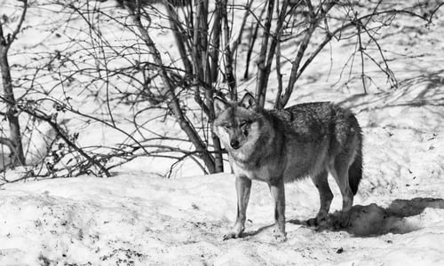 Preview: Wolf In The Bavarian Forest National Park, Bavaria, Germany