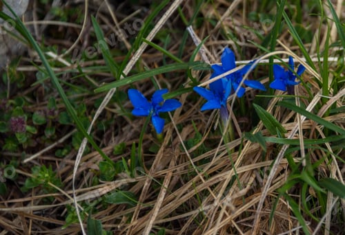 Preview: Mountain Flowers In The Julian Alps