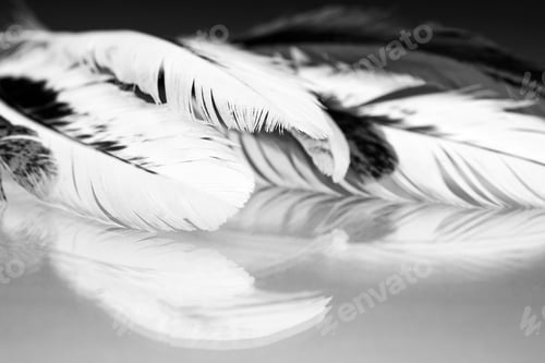 Preview: Black And White Photo Of Hen Feather With Details And Reflexions