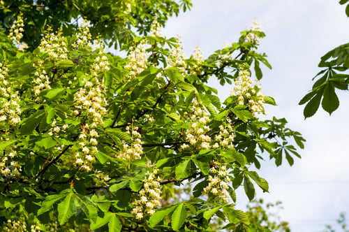 Preview: Flowering Branches Of Chestnut Castanea Sativa Tree, And Bright Blue Sky