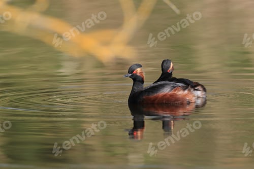 Preview: Black-Necked Grebe (Podiceps Nigricollis) Baden Württemberg Germany