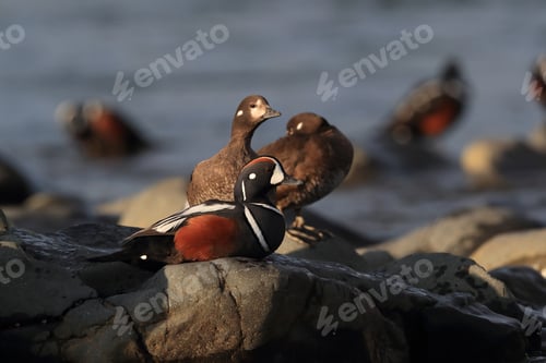 Preview: Harlequin Duck Iceland