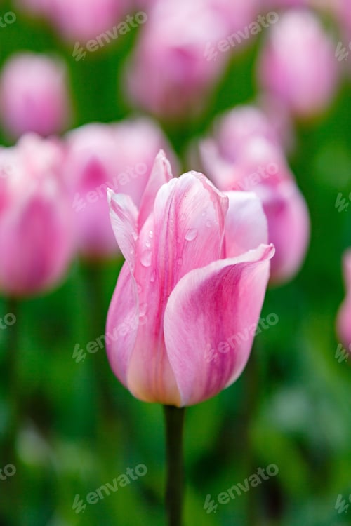 Preview: Tulips Pink, Sort Ligth And Dreamy In The Garden. Bulbous Plants In The Garden.