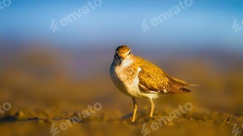 Preview: Shore Bird Sandpiper. Blue Sea And Yellow Sand Nature Background. Bird: Common Sandpiper. Actitis