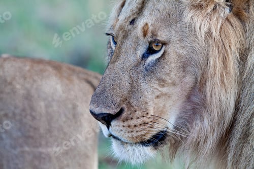 Preview: Male African Lion In The Maasai Mara, Kenya
