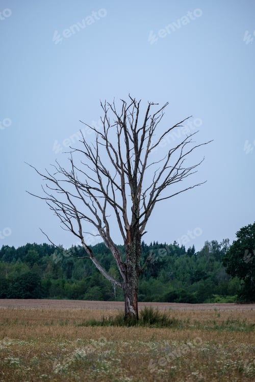 Preview: Large Trees Agains Blue Sky, View From Below. Green Foliage And Leaves