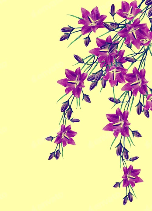 Preview: Bell Flower Isolated On Yellow Background. Spring