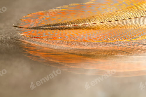 Preview: Colorful Rooster Feather With Details And Reflexions