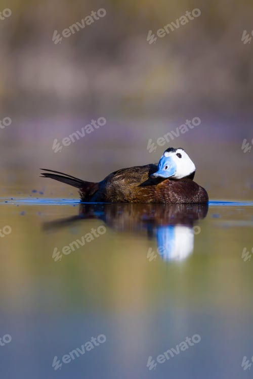 Preview: Cute Duck. Colorful Nature Background. Bird: White Headed Duck. Oxyura Leucocephala.