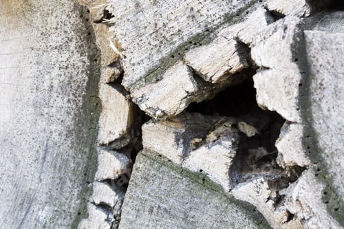 Preview: Wood Texture From Very Old, Weathered Pieces Of Tree Trunks With Tree Bark