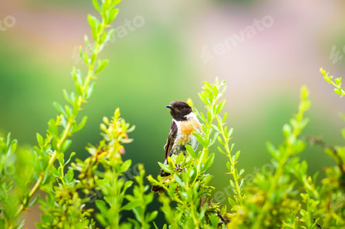 Preview: Cute Little Bird On Branch. Green Nature Background. Bird: European Stonechat. Saxicola Rubicola.