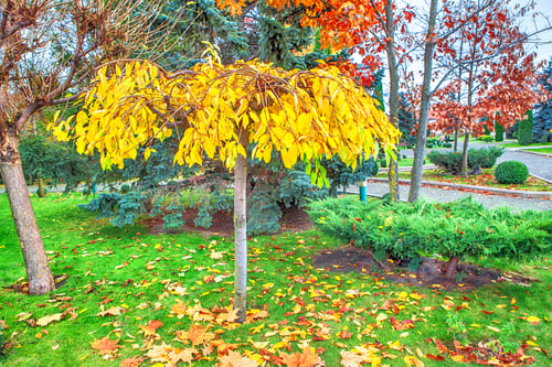Preview: Late Autumn In Park With Yellow Tree And Green Grass