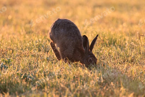 Preview: European Brown Hare (Lepus Europaeus)