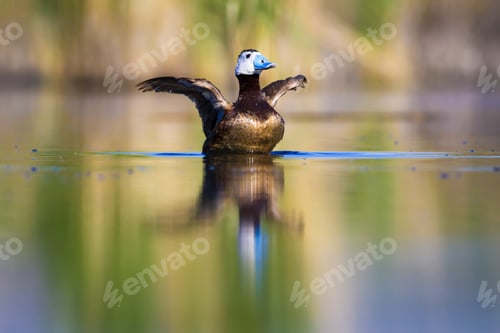 Preview: Swimming Duck. Colorful Lake Background. Bird: White Headed Duck. Oxyura Leucocephala.