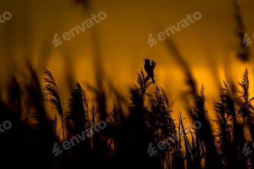 Preview: The Bird Is Singing. Cute Little Bird Great Reed Warbler. Sunset Lake Habitat Background.