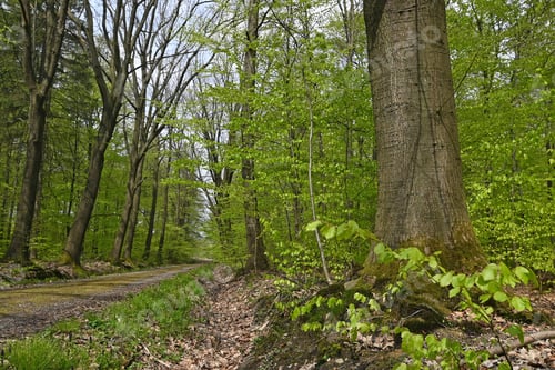 Preview: Lonely Forest Path In Spring