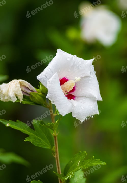 Preview: Bright Hibiscus Flower With Raindrops Blooming In The Tropical Garden, In Soft Focus On Natural