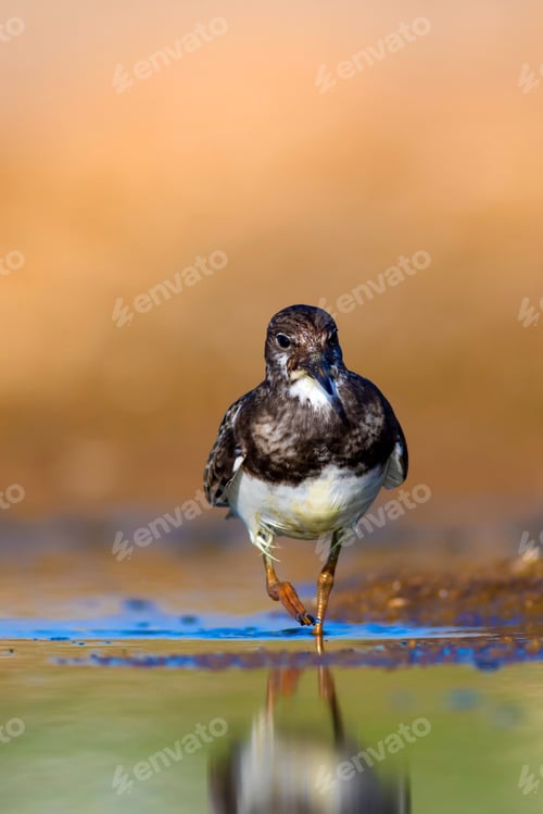 Preview: Cute Water Bird. Common Bird Ruddy Turnstone. Colorful Nature Background. Bird: Ruddy Turnstone