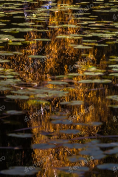 Preview: Autumn Leaves Reflection In Water With Water Lily