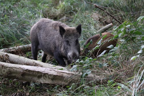 Preview: Wild Boar (Sus Scrofa) Western Pomerania Lagoon Area National Park Germany