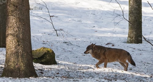 Preview: Gray (Or Grey) Wolf (Canis Lupus) In The Bayerischer Wald National Park In Bavaria, Germany