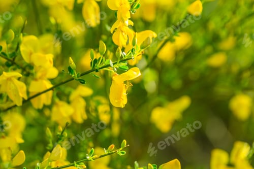 Preview: Blooming Broom Bush. Natural Background With Yellow Flowers