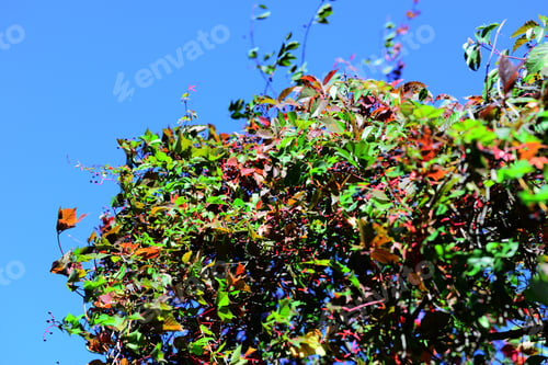 Preview: Virginia Creeper (Parthenocissus Quinquefolia) Leaves And Fruits
