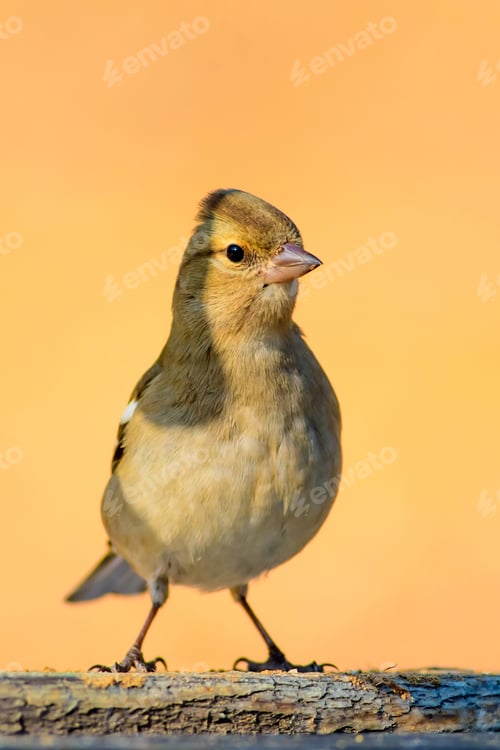 Preview: Cute Little Bird. Natural Background. Bird: Common Chaffinch. Fringilla Coelebs.