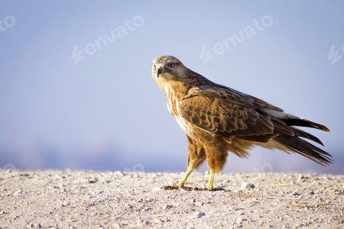 Preview: Wild Bird Hawk Blue Sky Background Long-Legged Buzzard / Buteo Rufinus