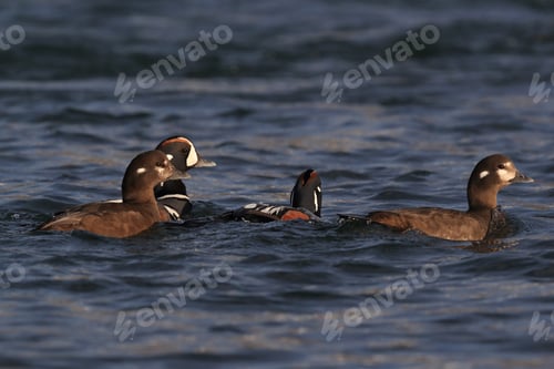 Preview: Harlequin Duck Iceland