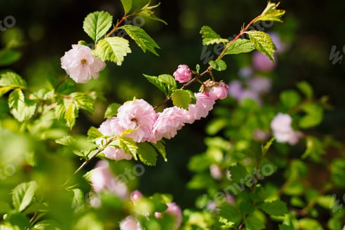Preview: Japanese Cherry Blossom In The Garden
