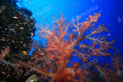 Preview: Soft Corals In The Red Sea