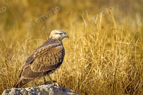 Preview: Bird Of Prey. Buzzard And Its Hunt Least Weasel. Yellow Nature Habitat Background. Bird: Long