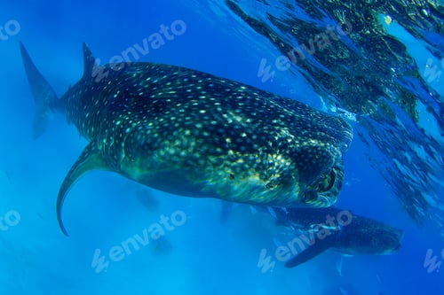 Preview: Two Whale Sharks