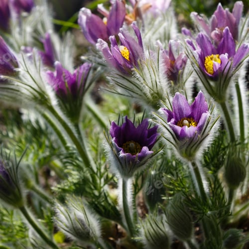 Preview: Eastern Pasqueflowers Or Rock Lily, Prairie Crocus, Cutleaf Anemone (Pulsatilla Patens) Blossom In