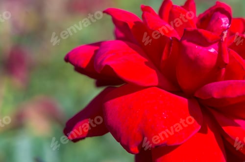 Preview: Red Rose Flower. Nature. Close Up, Selective Focus