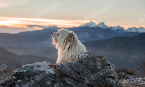 Preview: Dog At The Top Of The Mountain