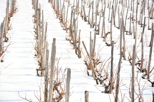 Preview: Winter Vineyard Under The Snow